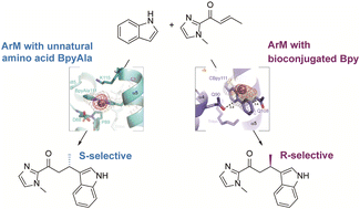 Graphical abstract: Using BpyAla to generate copper artificial metalloenzymes: a catalytic and structural study