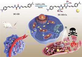 Graphical abstract: A Cu(i)-based Fenton-like agent inducing mitochondrial damage for photo-assisted enhanced chemodynamic therapy
