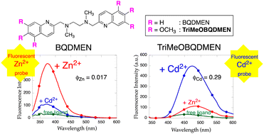 Graphical abstract: Effect of methoxy substituents on fluorescent Zn2+/Cd2+ selectivity of bisquinoline derivatives with a N,N′-dimethylalkanediamine skeleton