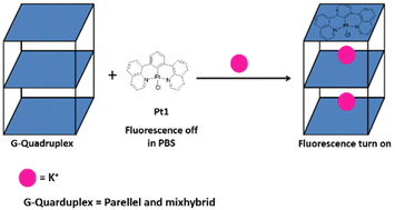 Graphical abstract: Cyclometalated platinum(ii) complex as a selective light switch for G-quadruplex DNA