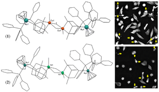 Graphical abstract: Tetranuclear Ru2Cu2 and Ru2Ni2 complexes with nanomolar anticancer activity