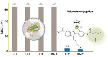 Graphical abstract: Novel valproate half-sandwich rhodium and iridium conjugates to fight against multidrug-resistant Gram-positive bacteria