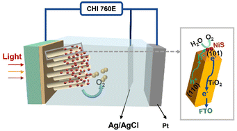 Graphical abstract: Enhanced photoelectrochemical performance of NiS-modified TiO2 nanorods with a surface charge accumulation facet