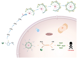 Graphical abstract: Stepwise formation of a chemodynamic therapy agent of {Cu8} macrocyclic complex recognized by iodide ions