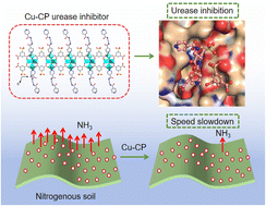 Graphical abstract: Fabrication of multinuclear copper cluster-based coordination polymers as urease inhibitors