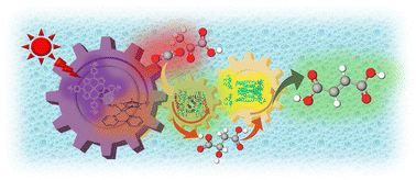 Graphical abstract: An effective visible-light driven fumarate production from gaseous CO2 and pyruvate by the cationic zinc porphyrin-based photocatalytic system with dual biocatalysts