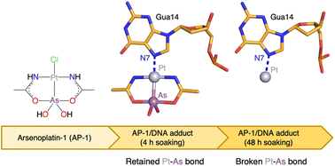 Graphical abstract: On the mechanism of action of arsenoplatins: arsenoplatin-1 binding to a B-DNA dodecamer