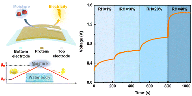 Graphical abstract: Lab free protein-based moisture electric generators with a high electric output