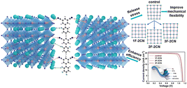 Graphical abstract: Molecular dipole engineering-assisted strain release for mechanically robust flexible perovskite solar cells