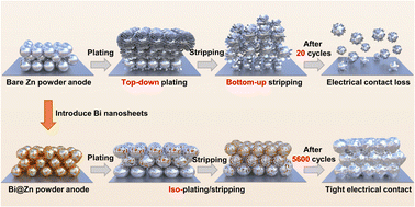 Graphical abstract: Zinc iso-plating/stripping: toward a practical Zn powder anode with ultra-long life over 5600 h