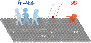 Graphical abstract: Deciphering the high overpotential of the oxygen reduction reaction via comprehensively elucidating the open circuit potential