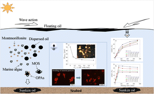 Graphical abstract: Formation of oil-particle aggregates in the presence of marine algae