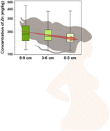 Graphical abstract: Maternal hair segments reveal metal(loid) levels over the course of pregnancy: a preliminary study in Southern China