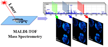 Graphical abstract: Investigating the effects of PFOA accumulation and depuration on specific phospholipids in zebrafish through imaging mass spectrometry