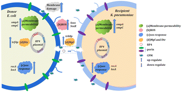 Graphical abstract: Carbonaceous particulate matter promotes the horizontal transfer of antibiotic resistance genes