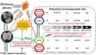 Graphical abstract: Removal of toxic Microcystis aeruginosa using discharge plasma: mechanism and potential environmental risks