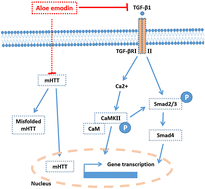 Graphical abstract: Neuroprotective effect of aloe emodin against Huntington's disease-like symptoms in R6/1 transgenic mice
