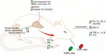 Graphical abstract: 1-Oleate-2-palmitate-3-linoleate glycerol improves lipid metabolism and gut microbiota and decreases the level of pro-inflammatory cytokines
