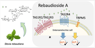 Graphical abstract: Rebaudioside A from Stevia rebaudiana stimulates GLP-1 release by enteroendocrine cells via bitter taste signalling pathways
