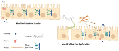 Graphical abstract: Efficacy of pectins with different degrees of methyl-esterification and of blockiness in preventing gut epithelial cell barrier disruption and the impact on sodium–glucose co-transporter expression under low and high glucose conditions