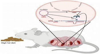 Graphical abstract: Effects of maternal high-fat diet on fetal growth, placental nutrient transporters and circular RNA expression profiles