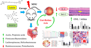 Graphical abstract: Lutein combined with EGCG improved retinitis pigmentosa against N-methyl-N nitrosourea-induced