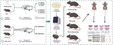 Graphical abstract: The roles of different Bacteroides uniformis strains in alleviating DSS-induced ulcerative colitis and related functional genes