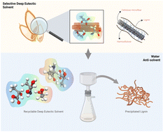 Graphical abstract: High-purity lignin from selective biomass fractionation with ternary deep eutectic solvents