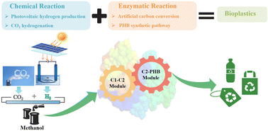 Graphical abstract: Hybrid synthesis of polyhydroxybutyrate bioplastics from carbon dioxide