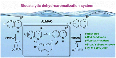 Graphical abstract: An efficient biocatalytic oxidative dehydroaromatization approach for the construction of quinolines enabled by monoamine oxidase with molecular oxygen