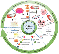 Graphical abstract: Cell-free systems for biosynthesis: towards a sustainable and economical approach