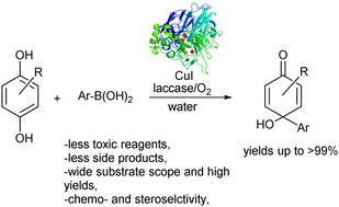 Graphical abstract: Chemoenzymatic cascade reaction as a sustainable and scalable access to para-quinols