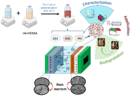 Graphical abstract: Biopolymeric hydrogel electrolytes obtained by using natural polysaccharide–poly(itaconic acid-co-2-hydroxyethyl methacrylate) in deep eutectic solvents for rechargeable Zn–air batteries