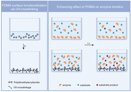 Graphical abstract: Toward more sustainable enzyme reactions: enhancing kinetics by polydimethylacrylamide implementation