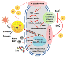 Graphical abstract: Semiconductor biohybrids for enhanced bifunctional wastewater sulfur and heavy metal removal