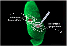 Graphical abstract: Open multi-organ communication device for easy interrogation of tissue slices