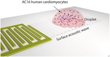 Graphical abstract: In-droplet cell lysis of AC16 human cardiomyocyte cells via surface acoustic waves