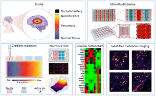 Graphical abstract: Microfluidic device with reconfigurable spatial temporal gradients reveals plastic astrocyte response to stroke and reperfusion