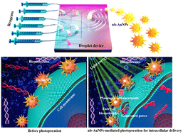 Graphical abstract: Microfluidic device-fabricated spiky nano-burflower shape gold nanomaterials facilitate large biomolecule delivery into cells using infrared light pulses