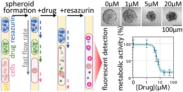 Graphical abstract: Simple droplet microfluidics platform for drug screening on cancer spheroids