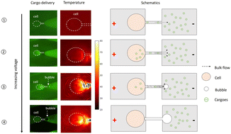 Graphical abstract: Joule heating and electroosmotic flow in cellular micro/nano electroporation