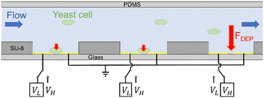 Graphical abstract: Full-electric microfluidic platform to capture, analyze and selectively release single cells