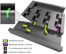 Graphical abstract: Capturing of extracellular vesicles derived from single cells of Escherichia coli