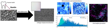 Graphical abstract: Microfabrication-based engineering of biomimetic dentin-like constructs to simulate dental aging