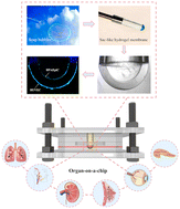 Graphical abstract: Fabrication of sac-like hydrogel membranes for replicating curved tissue barriers on chips