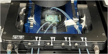 Graphical abstract: SliceChip: a benchtop fluidic platform for organotypic culture and serial assessment of human and rodent pancreatic slices