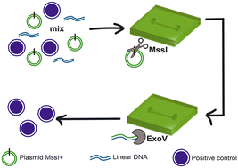 Graphical abstract: Microfluidic isolation of extrachromosomal circular DNA through selective digestion of plasmids and linear DNA using immobilized nucleases