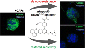 Graphical abstract: Deciphering fibroblast-induced drug resistance in non-small cell lung carcinoma through patient-derived organoids in agarose microwells