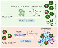 Graphical abstract: Polyvinylpyrrolidone-mediated synthesis of ultra-stable gold nanoparticles in a nonaqueous choline chloride–urea deep eutectic solvent