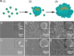 Graphical abstract: Luminescent protein–rare earth fluoride nanoflowers